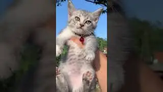 wahaha