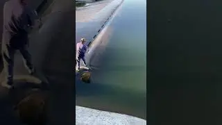 Río Diguillin , represa del Carmen, lindo salmón  🐟🐟🐟