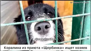 Маленькая Коралина попала из дома в приют «Щербинка». Проект Собака Юзао