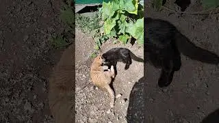 Пушистые бандиты: кошарки подросли.