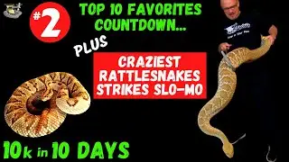 Top 10 Wildest Rattlesnake Strikes