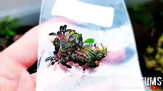 Rare Bucephalandra Unboxing + ADA 60F Update
