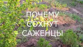 Почему сохнут саженцы.