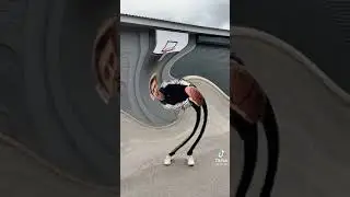 А4 В ТИК ТОК! ВЛАД КИДАЕТ МЯЧ В КОЛЬЦО С ЭФФЕКТОМ ВОДОВАРОД!!!