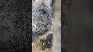 Дикий Кабан