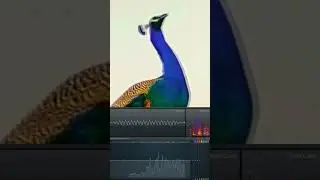 peacock mimicking cat sound effects 