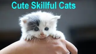 Cute Skillful Cats 2020