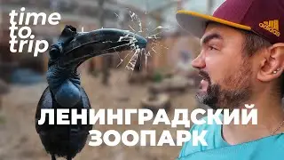 Обозрение зверей. Ленинградский Зоопарк. Time To Trip Special