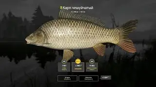 🐟Карп Чешуйка 15,2 кг, Рекорд #русскаярыбалка4 #russianfishing4 #рыбалка #трофей #карп #carpfishing