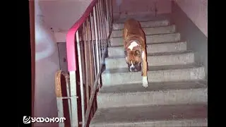 Соседка Кисляковых рассказывает о 