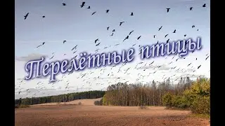 Перелётные птицы. Песни старого шарманщика.
