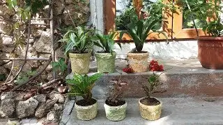 Transfer of donated plants. Movie 1.