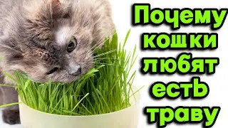 Почему кошки любят есть траву