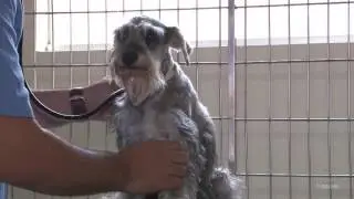 Cachorro é sacrificado com Calazar