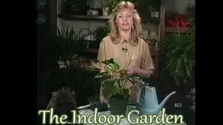 How to Care for an Anthurium