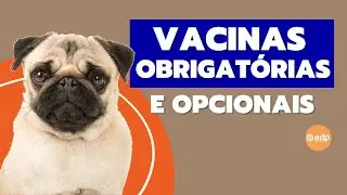247 | QUAIS SÃO AS VACINAS PARA CACHORRO TOMAR?