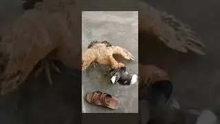 бу нимаси охиригача куринг