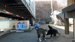 Rikers Island Cat Colony Feeder Station, Full Length Recording