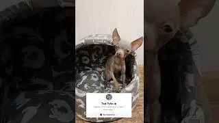 Новый питомец 