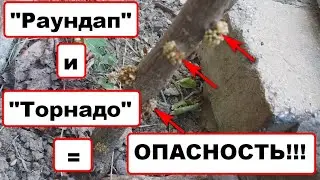 ОПУХОЛИ НА ДЕРЕВЬЯХ после применения глифосата, он же - раундап, торнадо, агрокиллер...