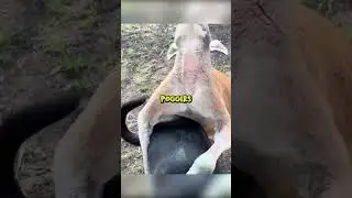 Dogs and Kangaroos Are Actually Best Friends @TheUrbanRescueRanch