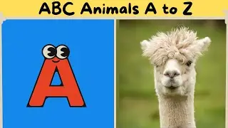 ABC Animals A to Z: Learn with Real-Life Creatures | Zippy Kids Educational Toons