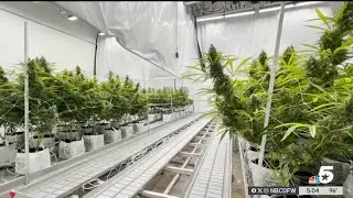 Emergency rules allow THC retailers to sell cannabis to adults in Texas | NBCDFW