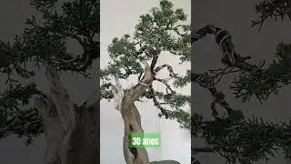 O bonsai é a arte de cultivar árvores em miniatura de árvores naturais.