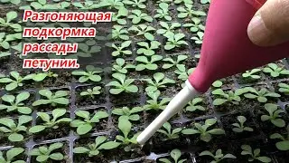 Подкормка петунии для разгона кустика. Ускоряем развитие рассады.
