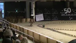 OD22V1Dynur frá Sauðárkróki