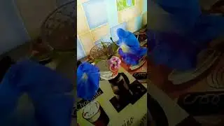 Ипомея как букет 