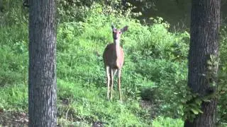 Deer