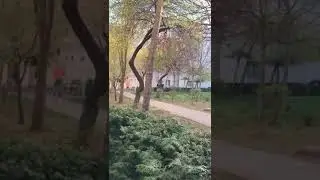 Un cetățean posibil amendat înjură Poliția Locală in ultimul hal ‼️🤣👮