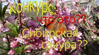 Сакура  в Сибири ...