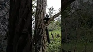 Black-and-white ruffed lemur is resting in the tree. Madagascar