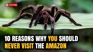 10 Reasons Why You Should NEVER Visit the Amazon
