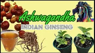 Ashwagandha- Withania somnifera- Indian Ginseng Growing and Herbal Tea Preparation