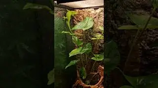 самый быстрый и яркий дневной геккон 🦎 