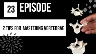2 Tips for  Mastering Vertebrae Anatomy : Studying the Cervical, Thoracic, & Lumbar Vertebrae