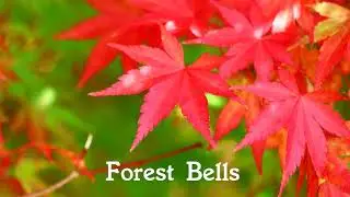 森のベル - Forest Bells
