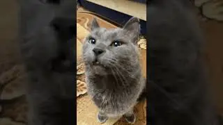 #басютка