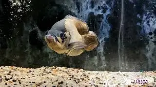 OSCAR