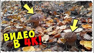 ГРИБЫ - которые ТАК умело МАСКИРУЮТСЯ в ОСЕННЕЙ павшей ЛИСТВЕ!/Подберезовики в ОКТЯБРЕ/Чудесный сбор