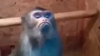 Смешное видео Приколы с животными Макака обиделась