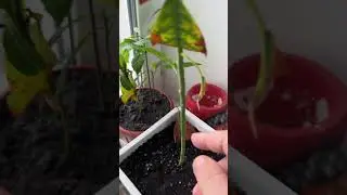 Mango and Avocado at Home. 6 months later in Ukraine