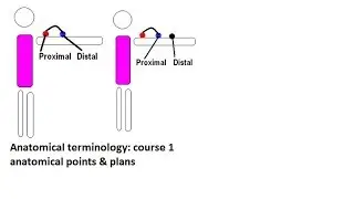 Anatomical terminology : course 1(anatomical position & planes)