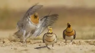 Sandgrouse drinking in Shivta الغطاطة קטות שותות בשבטה पिन पूंछ  サケイ वाले सैंडग्रास گودال ماسه ای