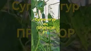 16 июля 2024 г.
