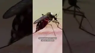 Опасный вирус появился в Китае!