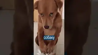 Хозяина собаки найдут по ДНК экскрементов